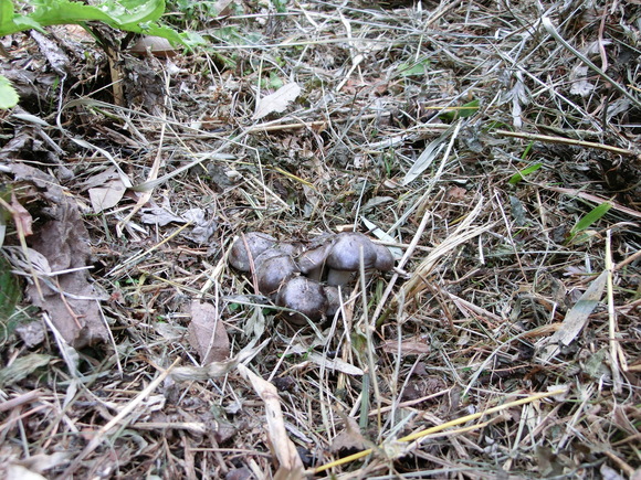 f0201157_847863.jpg