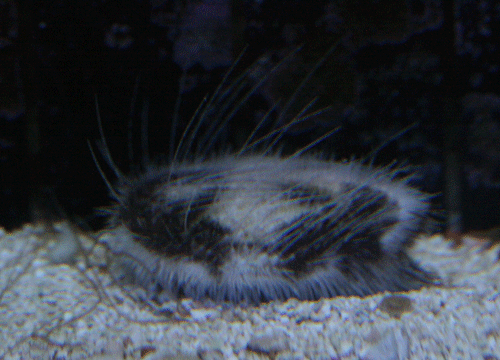 c0165758_2016544.gif