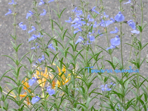 a0243064_101572.jpg