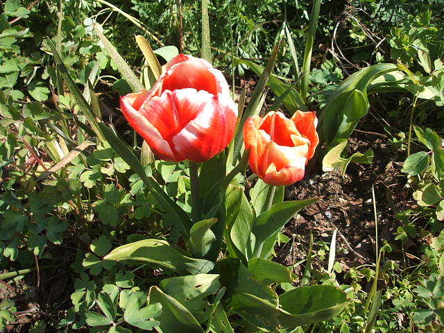 c0115366_15374444.jpg
