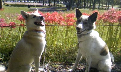 a0164292_010269.jpg