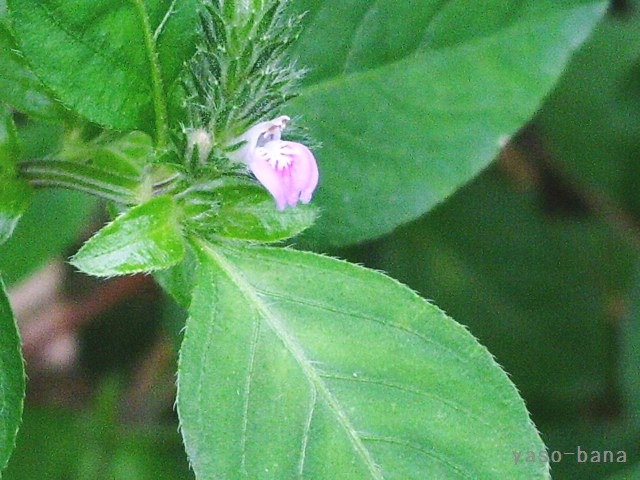 e0025300_14155965.jpg