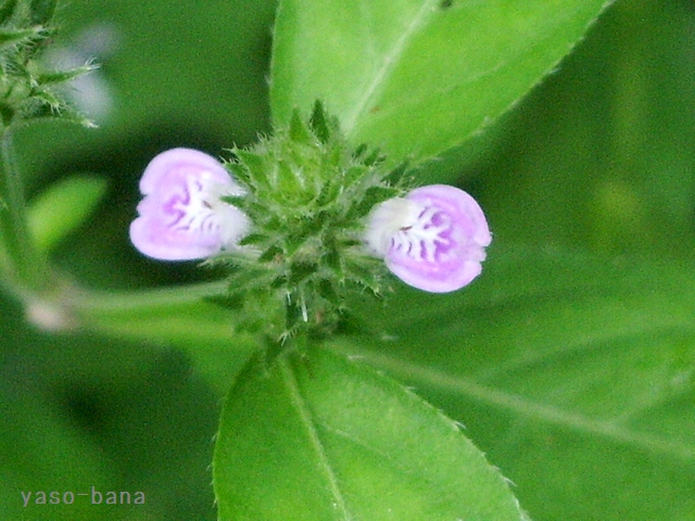 e0025300_14174743.jpg