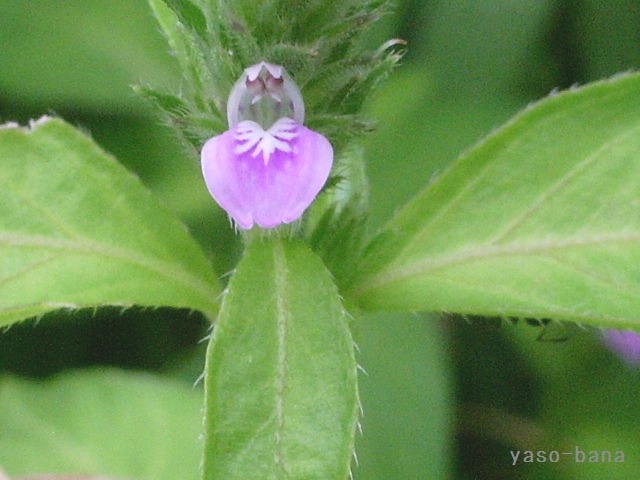 e0025300_14205792.jpg