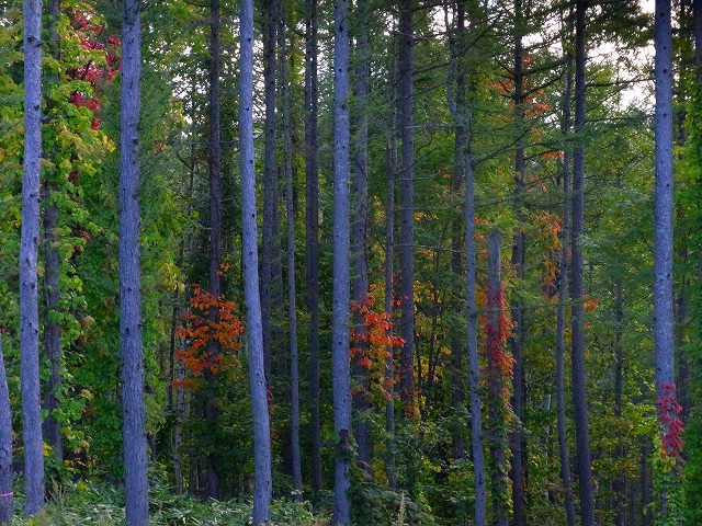 f0157901_205053100.jpg