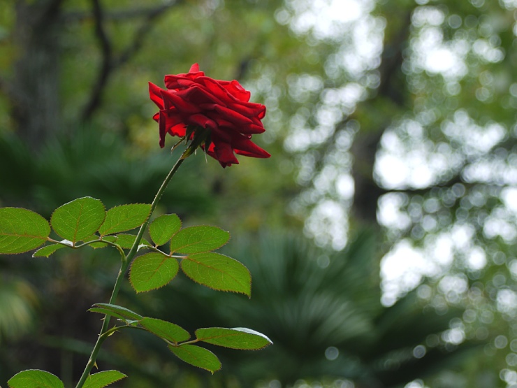 c0187503_20531697.jpg