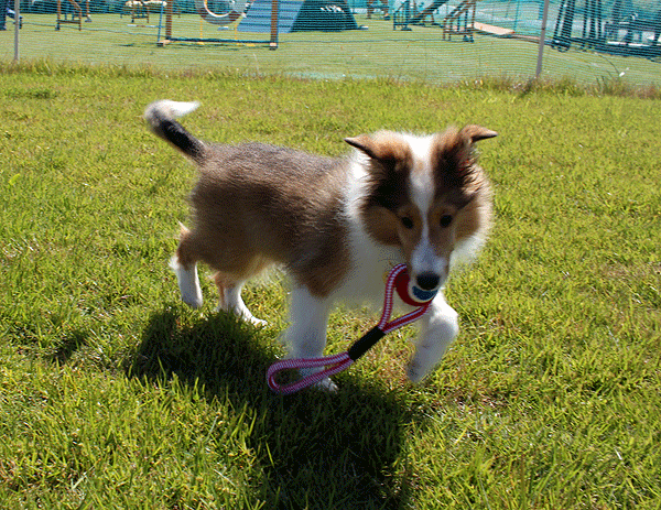 b0066826_21321220.gif