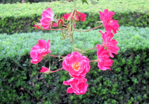 b0178339_952823.jpg