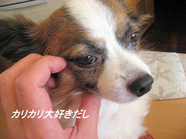 a0149240_10163458.jpg