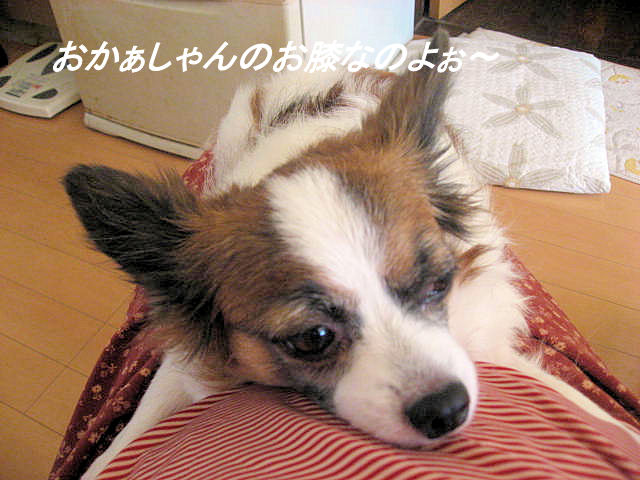 a0149240_10192529.jpg