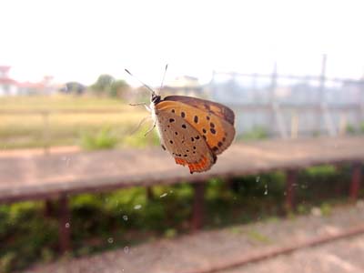 b0019140_15494452.jpg