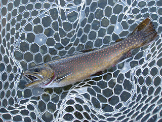 f0065341_1635984.jpg