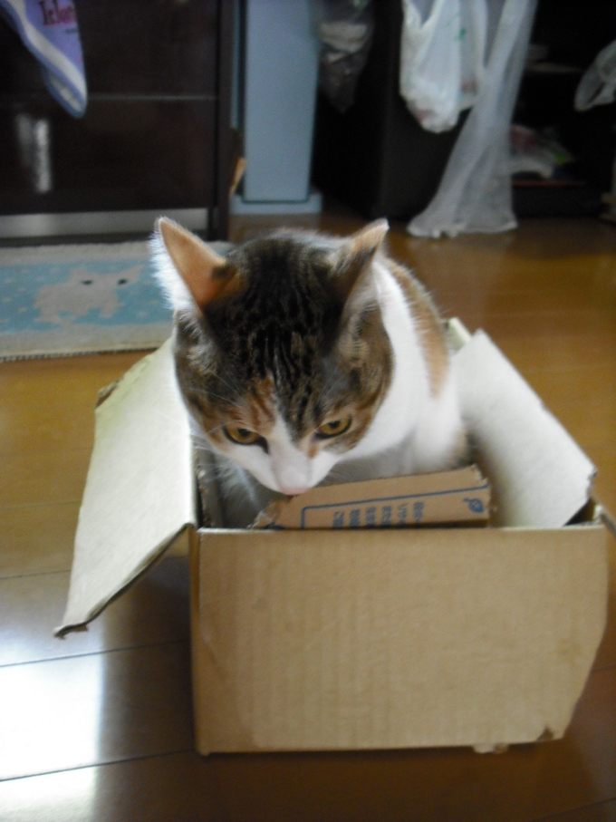 c0194042_845140.jpg