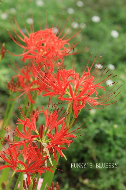 c0145250_17214064.jpg