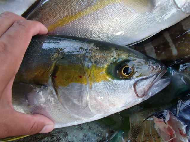 a0248152_18425377.jpg