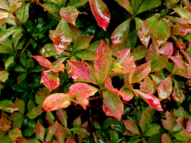 a0007388_10184639.jpg