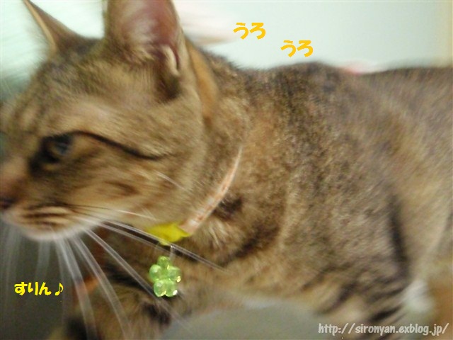 a0159490_10534995.jpg