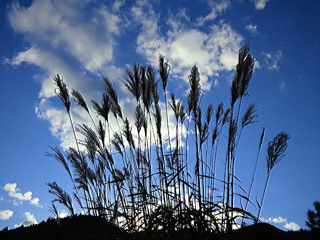 f0200795_2229064.jpg
