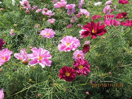 c0054212_11455584.jpg