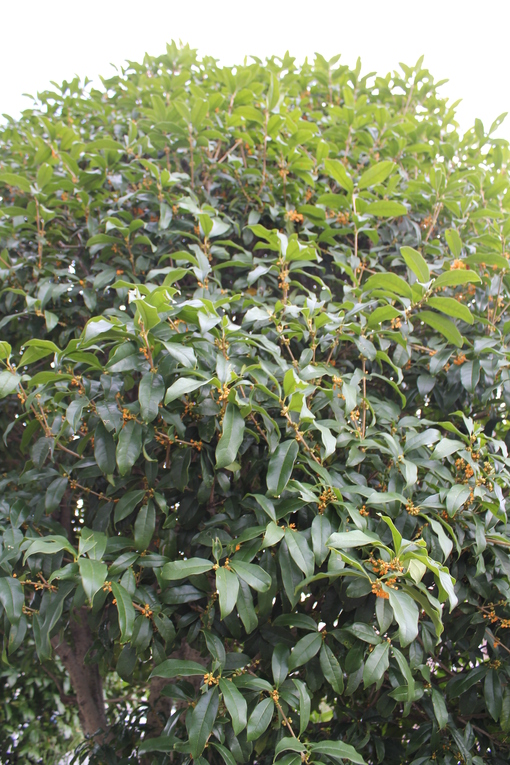 e0166032_193669.jpg