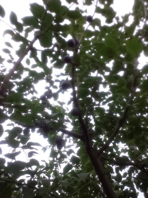 f0207059_174584.jpg