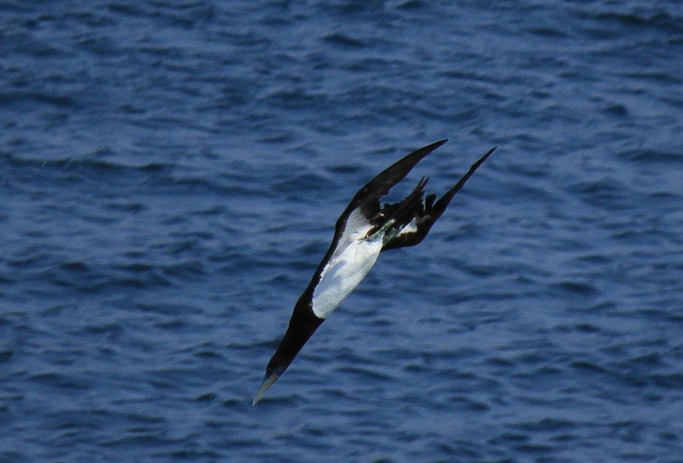 e0197884_1612438.jpg