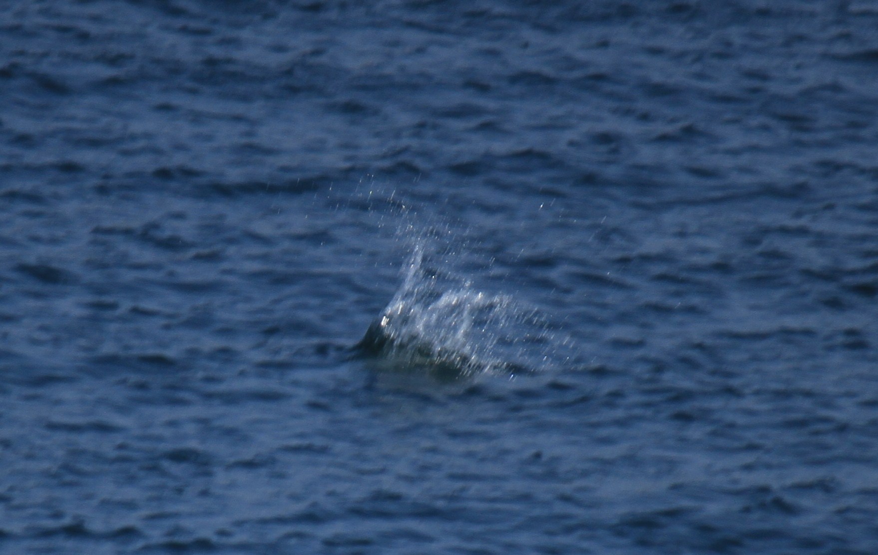 e0197884_1613420.jpg