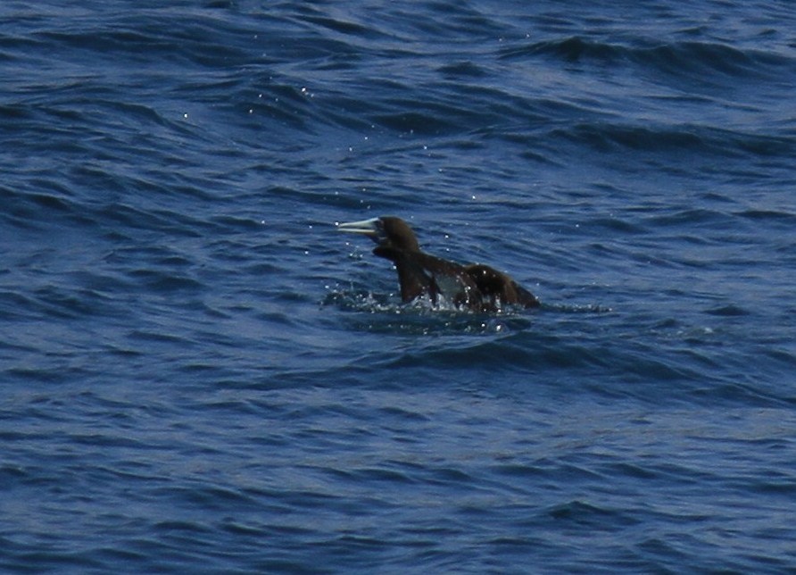 e0197884_16134289.jpg
