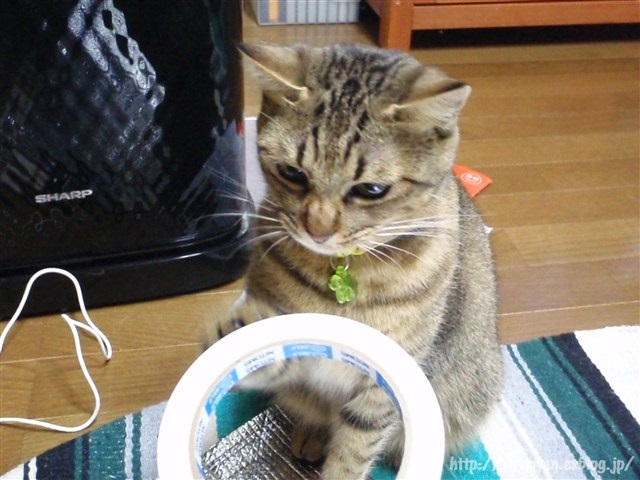 a0159490_1458134.jpg