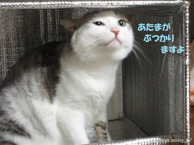 a0159490_164859.jpg