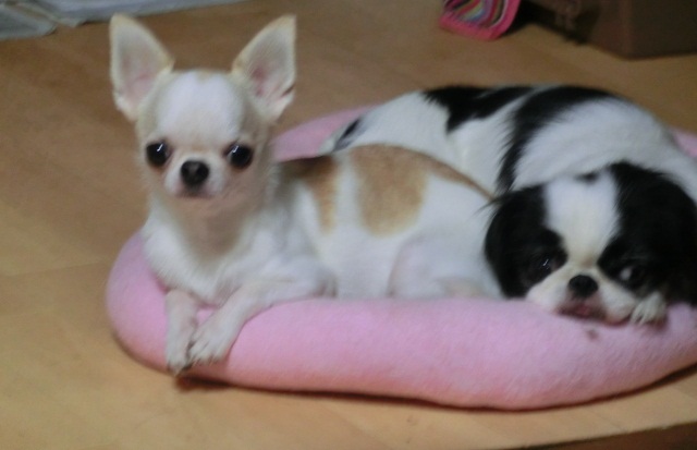 c0200916_2159292.jpg