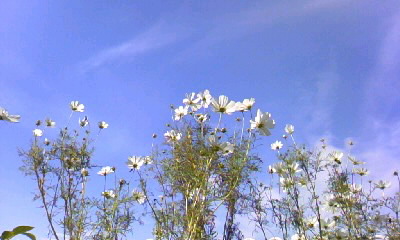 d0024220_18484794.jpg