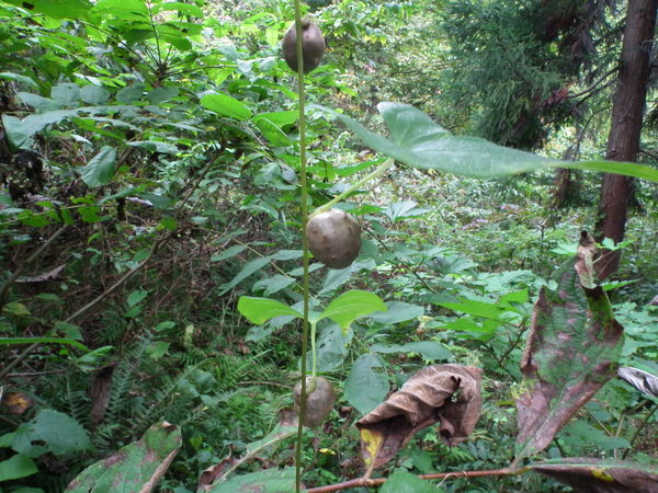 f0118332_0402667.jpg