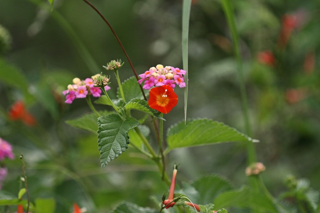 a0242438_19322045.jpg