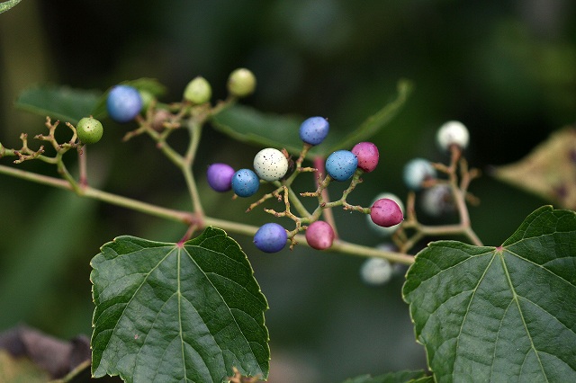 a0242438_1934467.jpg