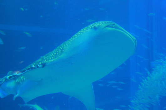 b0170373_11461779.jpg
