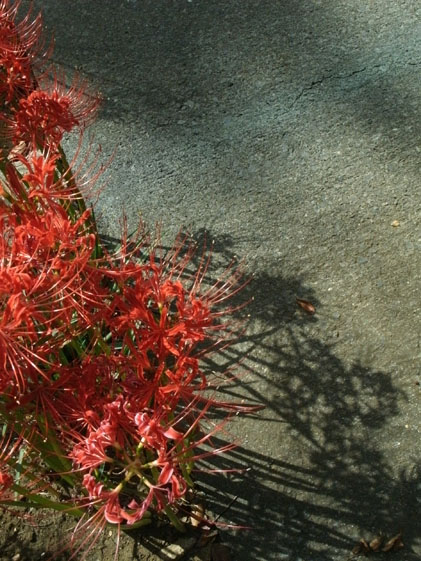 e0112077_15513978.jpg