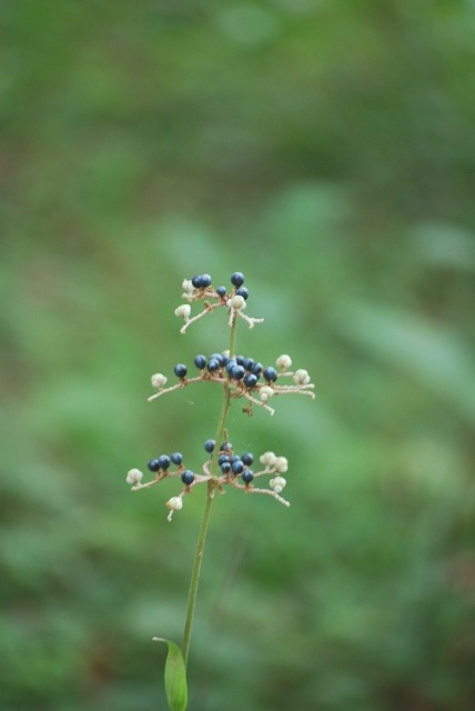 e0025300_14194038.jpg