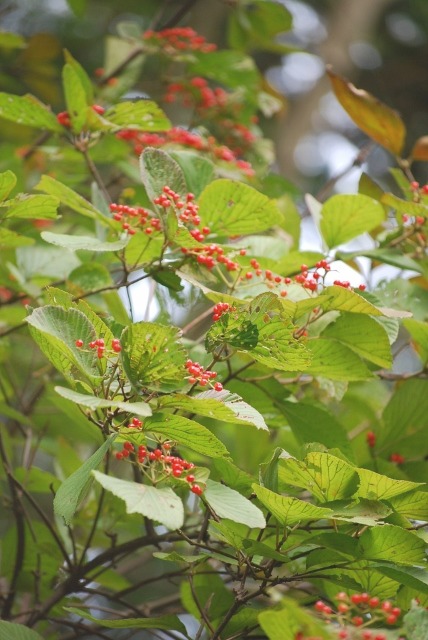 e0025300_1430411.jpg