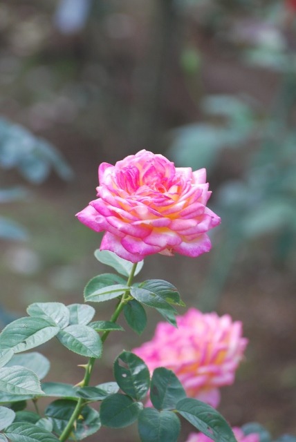 e0025300_14453078.jpg