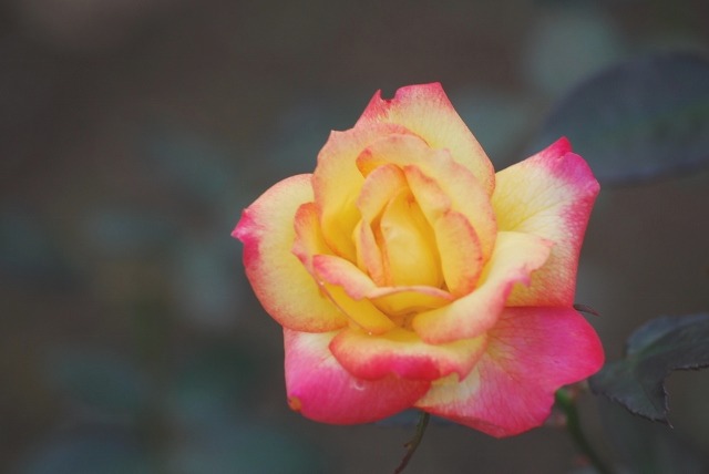 e0025300_14461611.jpg