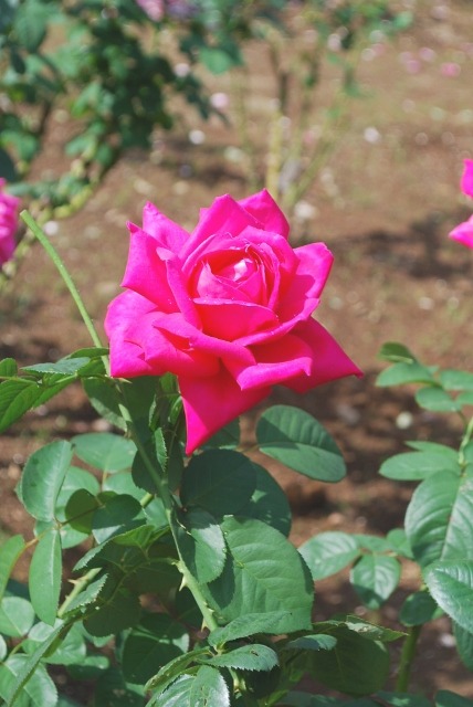 e0025300_14463946.jpg