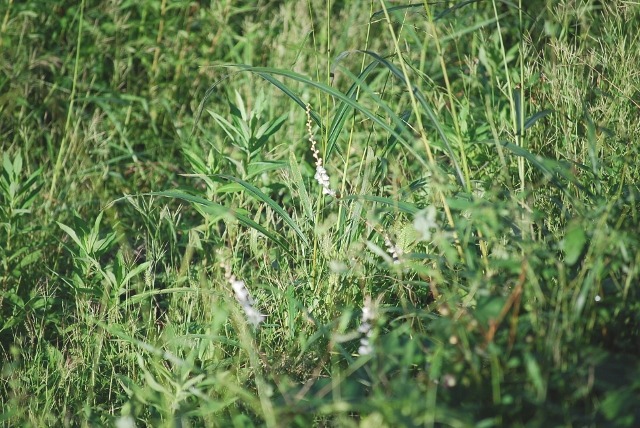 e0025300_17383066.jpg