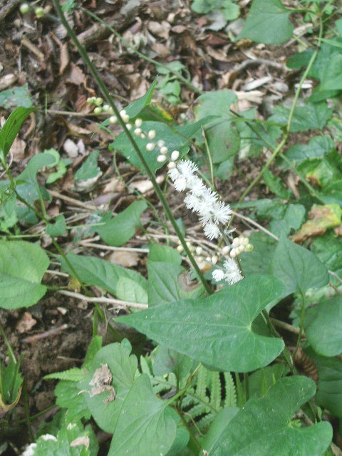 e0025300_17403891.jpg
