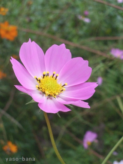 e0025300_2014532.jpg
