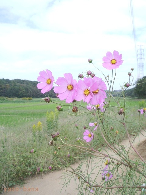 e0025300_202937.jpg