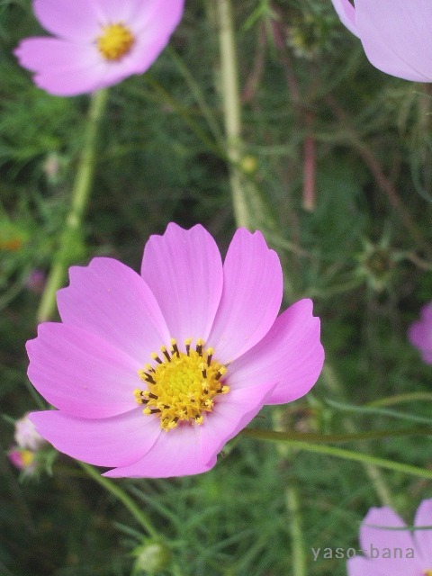 e0025300_2073662.jpg