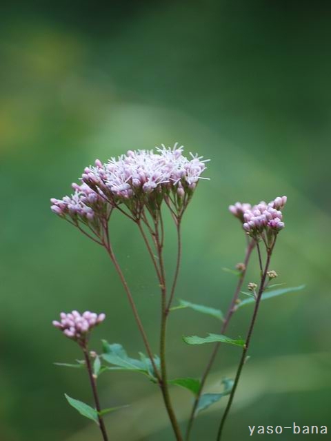 e0025300_21131538.jpg