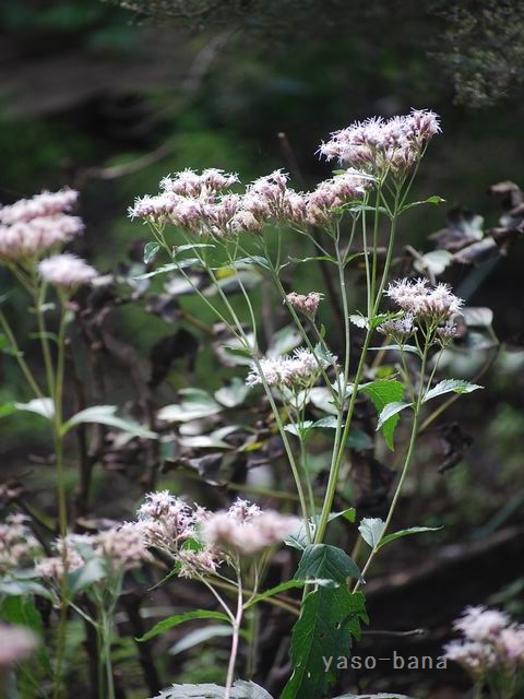e0025300_21184781.jpg