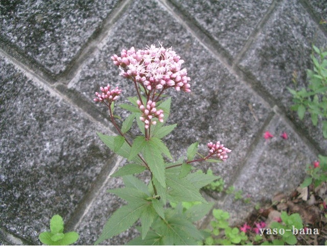 e0025300_21423956.jpg